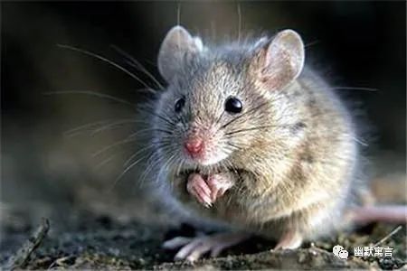 真实简单的生活,这                     某天,一只肥肥的老鼠在觅食