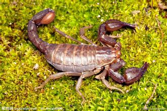 标题：蝎子
										 学校：未知
										 讲师：匿名  