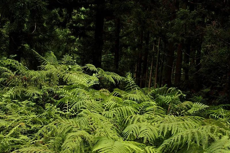 远古森林.图片源于网络