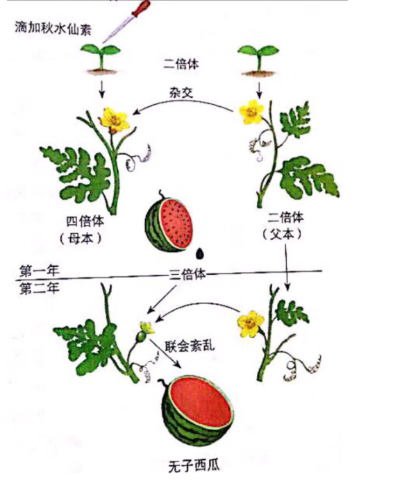 高中生物几种育种原理方法和过程与生物变异