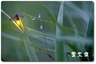 标题：奇异的仿生学
										 学校：吉林大学
										 讲师：刘燕  