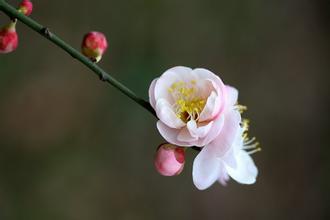 标题：文学批评的方法与实践
										 学校：华中师范大学
										 讲师：胡亚敏  