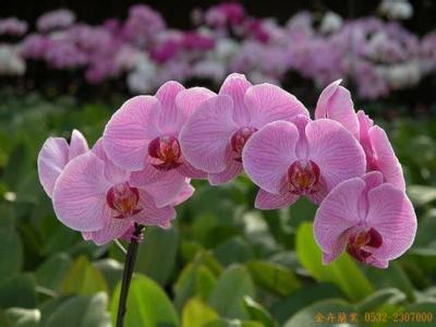 标题：函数的奇偶性
										 学校：陈村职业技术学校
										 讲师：朱燕芬  